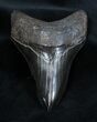 Jet Black And Glossy Inch Megalodon Tooth #1662-1